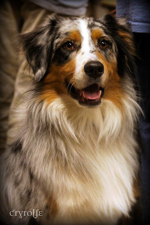 Aussie by Cryrolfe.jpg